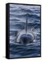 Adult Type a Killer Whale (Orcinus Orca) Surfacing in the Gerlache Strait, Antarctica-Michael Nolan-Framed Stretched Canvas