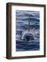 Adult Type a Killer Whale (Orcinus Orca) Surfacing in the Gerlache Strait, Antarctica-Michael Nolan-Framed Photographic Print