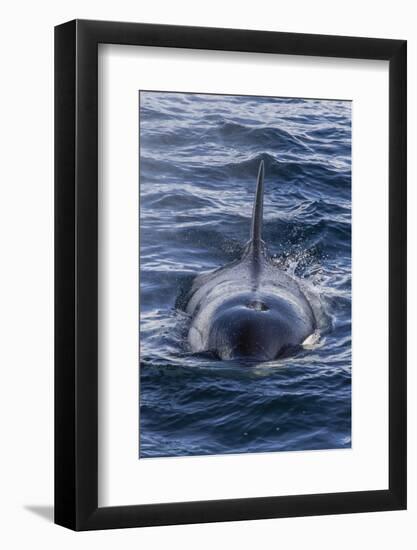 Adult Type a Killer Whale (Orcinus Orca) Surfacing in the Gerlache Strait, Antarctica-Michael Nolan-Framed Photographic Print