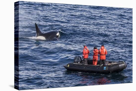 Adult Type a Killer Whale (Orcinus Orca) Surfacing Near Researchers in the Gerlache Strait-Michael Nolan-Stretched Canvas