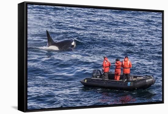 Adult Type a Killer Whale (Orcinus Orca) Surfacing Near Researchers in the Gerlache Strait-Michael Nolan-Framed Stretched Canvas