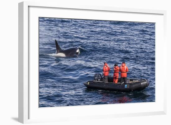 Adult Type a Killer Whale (Orcinus Orca) Surfacing Near Researchers in the Gerlache Strait-Michael Nolan-Framed Photographic Print