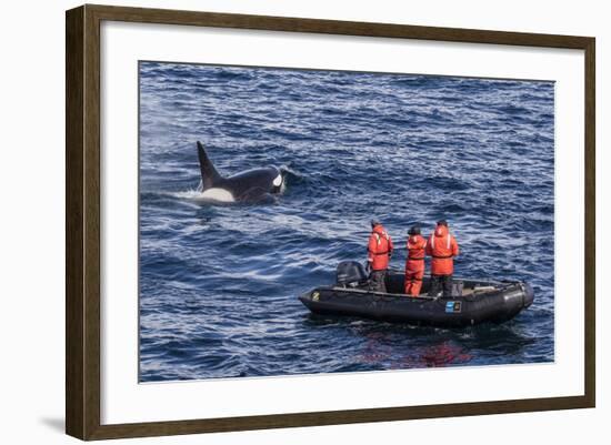 Adult Type a Killer Whale (Orcinus Orca) Surfacing Near Researchers in the Gerlache Strait-Michael Nolan-Framed Photographic Print