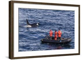 Adult Type a Killer Whale (Orcinus Orca) Surfacing Near Researchers in the Gerlache Strait-Michael Nolan-Framed Photographic Print