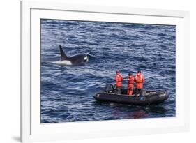 Adult Type a Killer Whale (Orcinus Orca) Surfacing Near Researchers in the Gerlache Strait-Michael Nolan-Framed Photographic Print