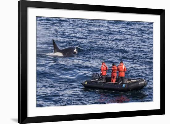 Adult Type a Killer Whale (Orcinus Orca) Surfacing Near Researchers in the Gerlache Strait-Michael Nolan-Framed Photographic Print