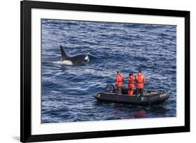 Adult Type a Killer Whale (Orcinus Orca) Surfacing Near Researchers in the Gerlache Strait-Michael Nolan-Framed Photographic Print