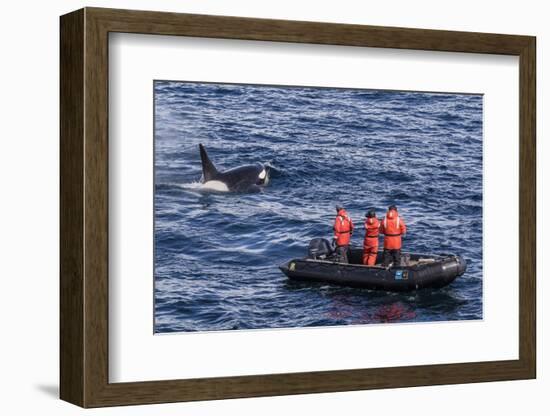 Adult Type a Killer Whale (Orcinus Orca) Surfacing Near Researchers in the Gerlache Strait-Michael Nolan-Framed Photographic Print