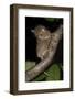 Adult Western - Horsfield's Tarsier (Tarsius Bancanus) in Forest Understorey at Night-Nick Garbutt-Framed Photographic Print