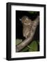 Adult Western - Horsfield's Tarsier (Tarsius Bancanus) in Forest Understorey at Night-Nick Garbutt-Framed Photographic Print