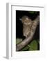 Adult Western - Horsfield's Tarsier (Tarsius Bancanus) in Forest Understorey at Night-Nick Garbutt-Framed Photographic Print