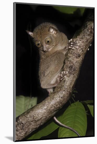 Adult Western - Horsfield's Tarsier (Tarsius Bancanus) in Forest Understorey at Night-Nick Garbutt-Mounted Photographic Print