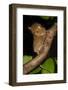 Adult Western - Horsfield'S Tarsier (Tarsius Bancanus) In Forest Understorey At Night-Nick Garbutt-Framed Photographic Print
