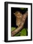 Adult Western - Horsfield'S Tarsier (Tarsius Bancanus) In Forest Understorey At Night-Nick Garbutt-Framed Photographic Print