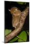 Adult Western - Horsfield'S Tarsier (Tarsius Bancanus) In Forest Understorey At Night-Nick Garbutt-Mounted Photographic Print