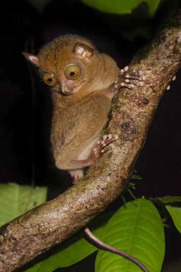 'Adult Western - Horsfield'S Tarsier (Tarsius Bancanus) In Forest ...