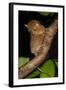 Adult Western - Horsfield'S Tarsier (Tarsius Bancanus) In Forest Understorey At Night-Nick Garbutt-Framed Photographic Print