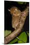 Adult Western - Horsfield'S Tarsier (Tarsius Bancanus) In Forest Understorey At Night-Nick Garbutt-Mounted Photographic Print