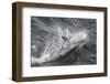 Adult White-Beaked Dolphin (Lagenorhynchus Albirostris) Off the West Coast of Spitsbergen-Michael Nolan-Framed Photographic Print