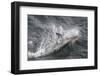 Adult White-Beaked Dolphin (Lagenorhynchus Albirostris) Off the West Coast of Spitsbergen-Michael Nolan-Framed Photographic Print