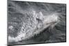 Adult White-Beaked Dolphin (Lagenorhynchus Albirostris) Off the West Coast of Spitsbergen-Michael Nolan-Mounted Photographic Print