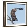 Adult White-tailed eagle taking off from its perch, Finland-Jussi Murtosaari-Framed Photographic Print