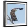 Adult White-tailed eagle taking off from its perch, Finland-Jussi Murtosaari-Framed Photographic Print