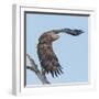 Adult White-tailed eagle taking off from its perch, Finland-Jussi Murtosaari-Framed Photographic Print