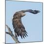 Adult White-tailed eagle taking off from its perch, Finland-Jussi Murtosaari-Mounted Photographic Print