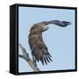 Adult White-tailed eagle taking off from its perch, Finland-Jussi Murtosaari-Framed Stretched Canvas