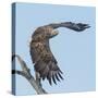 Adult White-tailed eagle taking off from its perch, Finland-Jussi Murtosaari-Stretched Canvas