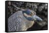 Adult Yellow-Crowned Night Heron (Nyctanassa Violacea)-Michael Nolan-Framed Stretched Canvas