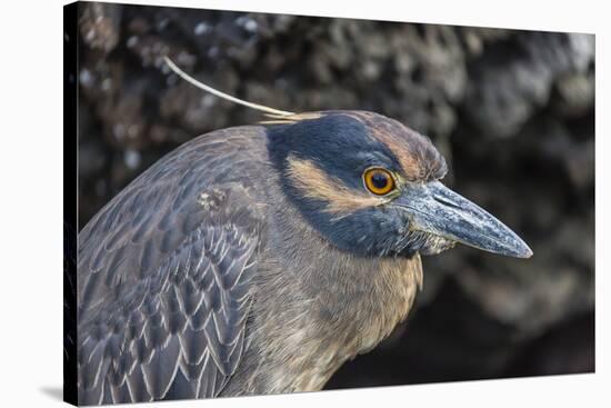 Adult Yellow-Crowned Night Heron (Nyctanassa Violacea)-Michael Nolan-Stretched Canvas