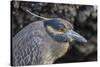 Adult Yellow-Crowned Night Heron (Nyctanassa Violacea)-Michael Nolan-Stretched Canvas