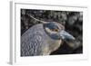 Adult Yellow-Crowned Night Heron (Nyctanassa Violacea)-Michael Nolan-Framed Photographic Print