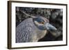 Adult Yellow-Crowned Night Heron (Nyctanassa Violacea)-Michael Nolan-Framed Photographic Print