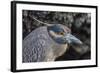Adult Yellow-Crowned Night Heron (Nyctanassa Violacea)-Michael Nolan-Framed Photographic Print