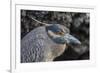 Adult Yellow-Crowned Night Heron (Nyctanassa Violacea)-Michael Nolan-Framed Photographic Print