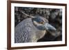 Adult Yellow-Crowned Night Heron (Nyctanassa Violacea)-Michael Nolan-Framed Photographic Print