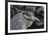 Adult Yellow-Crowned Night Heron (Nyctanassa Violacea)-Michael Nolan-Framed Photographic Print