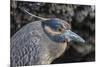 Adult Yellow-Crowned Night Heron (Nyctanassa Violacea)-Michael Nolan-Mounted Photographic Print