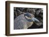 Adult Yellow-Crowned Night Heron (Nyctanassa Violacea)-Michael Nolan-Framed Photographic Print