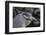 Adult Yellow-Crowned Night Heron (Nyctanassa Violacea)-Michael Nolan-Framed Photographic Print