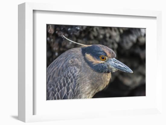 Adult Yellow-Crowned Night Heron (Nyctanassa Violacea)-Michael Nolan-Framed Photographic Print