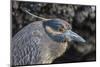 Adult Yellow-Crowned Night Heron (Nyctanassa Violacea)-Michael Nolan-Mounted Photographic Print