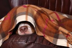 Dog Sleeps under the Blanket-Adya-Photographic Print