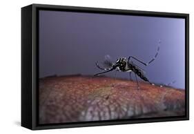 Aedes Aegypti (Yellowfever Mosquito)-Paul Starosta-Framed Stretched Canvas