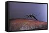 Aedes Aegypti (Yellowfever Mosquito)-Paul Starosta-Framed Stretched Canvas