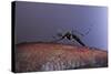 Aedes Aegypti (Yellowfever Mosquito)-Paul Starosta-Stretched Canvas