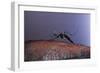 Aedes Aegypti (Yellowfever Mosquito)-Paul Starosta-Framed Photographic Print